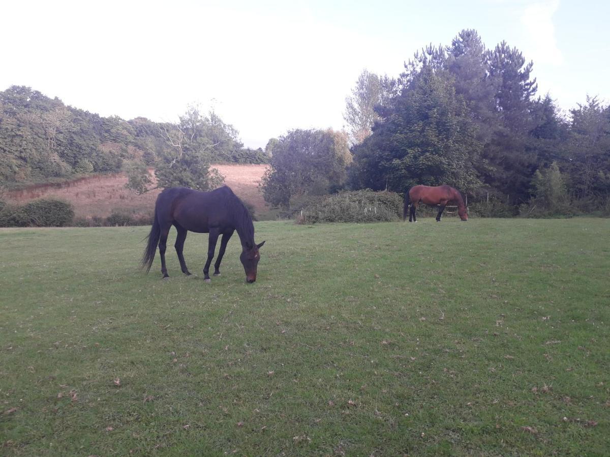 Moaps Farm B&B Support Small Business, Welcome, Check In From 5 Pm Danehill Eksteriør billede